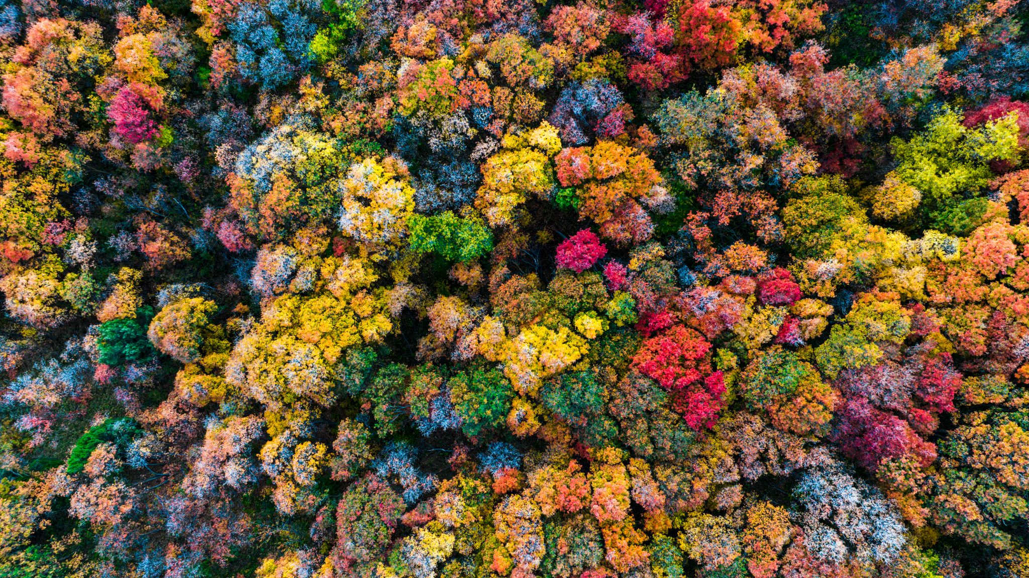 Bird's-eye view of fall colors in Sardine Canyon, Utah
